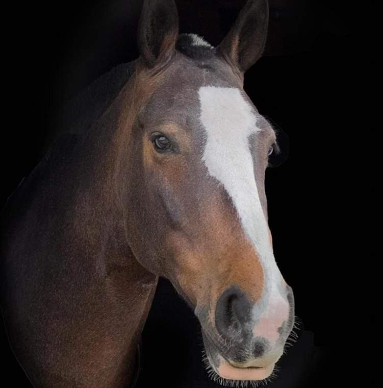 The Old Mountain Stables Caerllwyn Ganol Farm Lägenhet Newport  Rum bild